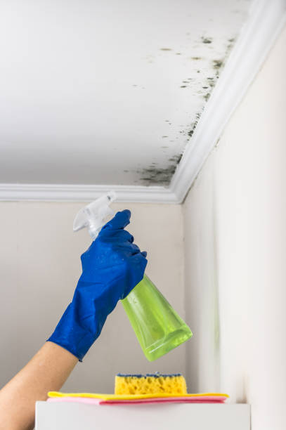 Mold Removal and Inspection in Marion Oaks, FL